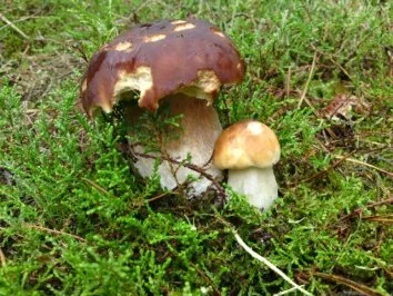 Rippchen im American Style mit Waldpilze - Rezept - Bild Nr. 5