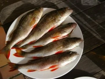 Gegrillte Flußbarsche mit Rosmarin,Lavendel und Zitronenthymian - Rezept