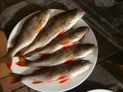 Gegrillte Flußbarsche mit Rosmarin,Lavendel und Zitronenthymian - Rezept