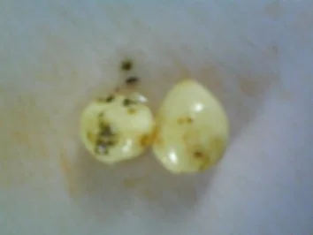 Rezept: Knoblauch-Pfefferbutter Bild Nr. 6 Knoblauch-Pfefferbutter - Rezept - Bild Nr. 6