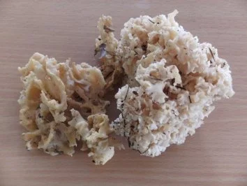 Rezept: Pilze: Krause Glucke - Suppe Bild Nr. 2 Pilze: Krause Glucke - Suppe - Rezept - Bild Nr. 2