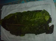 Mangoldrolle - Rezept