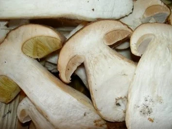 Rezept: Tagliatelle Nudeln mit frischen Steinpilzen Tagliatelle Nudeln mit frischen Steinpilzen - Rezept