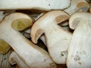 Tagliatelle Nudeln mit frischen Steinpilzen - Rezept