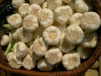 Rezept: Tagliatelle Nudeln mit frischen Steinpilzen Bild Nr. 5 Tagliatelle Nudeln mit frischen Steinpilzen - Rezept - Bild Nr. 5