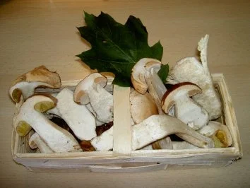 Rezept: Tagliatelle Nudeln mit frischen Steinpilzen Bild Nr. 7 Tagliatelle Nudeln mit frischen Steinpilzen - Rezept - Bild Nr. 7