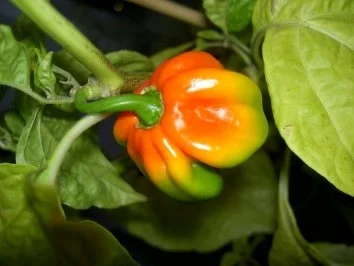 Rezept: Tagliatelle Nudeln mit frischen Steinpilzen Bild Nr. 8 Tagliatelle Nudeln mit frischen Steinpilzen - Rezept - Bild Nr. 8