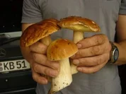 " Saure Pfiffer"  Fränkisch - Rezept