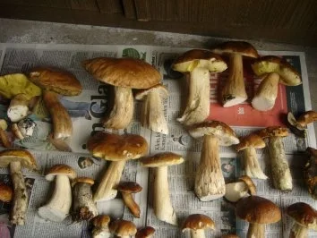 " Saure Pfiffer"  Fränkisch - Rezept - Bild Nr. 2