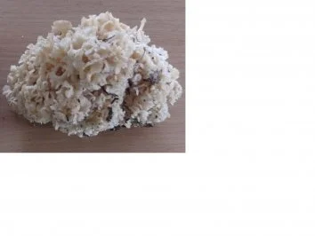 Pilze: Krause Glucke geschmort - Rezept - Bild Nr. 3