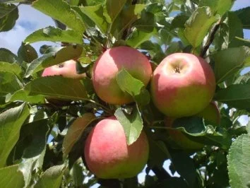 Apfelkuchen wie zu Oma's Zeiten - Rezept - Bild Nr. 4