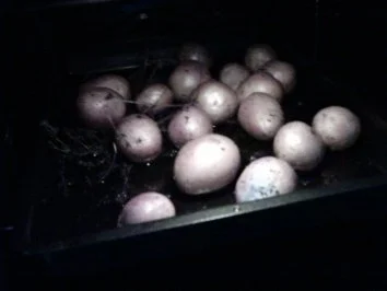 Rezept: Gebratener Blumenkohl mit Thymian-Kartoffeln Bild Nr. 2 Gebratener Blumenkohl mit Thymian-Kartoffeln - Rezept - Bild Nr. 2