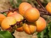 DESSERT: APRIKOSEN-SCHICHTDESSERT im Glas - Rezept