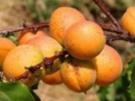 DESSERT: APRIKOSEN-SCHICHTDESSERT im Glas - Rezept