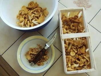 Eierschwämme in Rahmsauce - Rezept - Bild Nr. 2