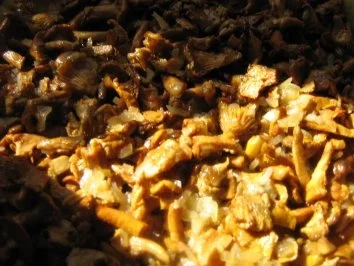 Pfifferling - Quiche mit Schwarzwälder Schinken - Rezept - Bild Nr. 5