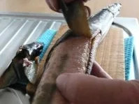 Rezept: Geräucherter Aal Bild Nr. 2 Geräucherter Aal - Rezept - Bild Nr. 2