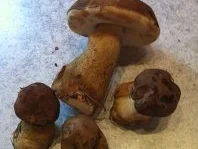 Waldpilze rustikal - Rezept - Bild Nr. 5