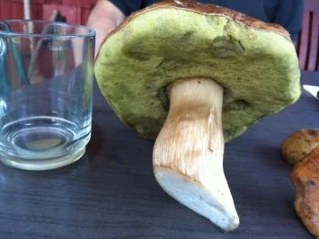 Waldpilze rustikal - Rezept - Bild Nr. 8