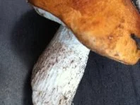 Waldpilze rustikal - Rezept - Bild Nr. 13