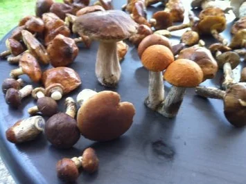 Waldpilze rustikal - Rezept - Bild Nr. 15