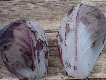 Rotkraut - Rezept - Bild Nr. 3