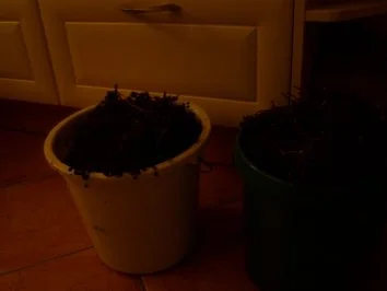 Holunderlikör - Rezept - Bild Nr. 2