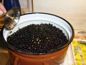 Holunderlikör - Rezept - Bild Nr. 6