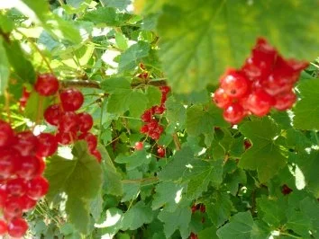 Dessert: Obstsalat Johannisbeere - Rezept - Bild Nr. 3