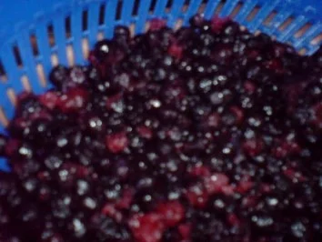 Rezept: Blaubeerkuchen Bild Nr. 9 Blaubeerkuchen - Rezept - Bild Nr. 9