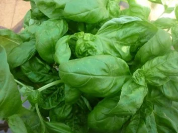 Limetten-Kartoffeln an Schweinefilet mit Röstpaprika und Ziegenkäsenocken - Rezept - Bild Nr. 3