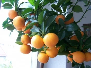 Rezept: Zwergorangen-Marmelade Zwergorangen-Marmelade - Rezept