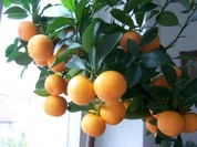 Zwergorangen-Marmelade - Rezept