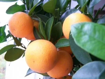 Rezept: Zwergorangen-Marmelade Bild Nr. 2 Zwergorangen-Marmelade - Rezept - Bild Nr. 2