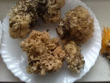 Krause Glucke - Rezept - Bild Nr. 3