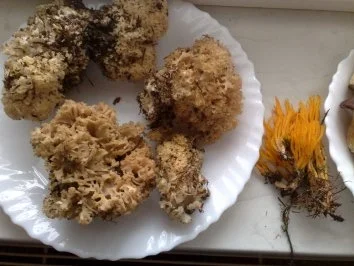 Krause Glucke - Rezept - Bild Nr. 4