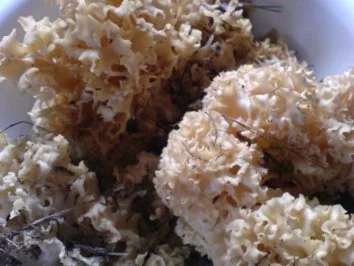 Krause Glucke - Rezept - Bild Nr. 5