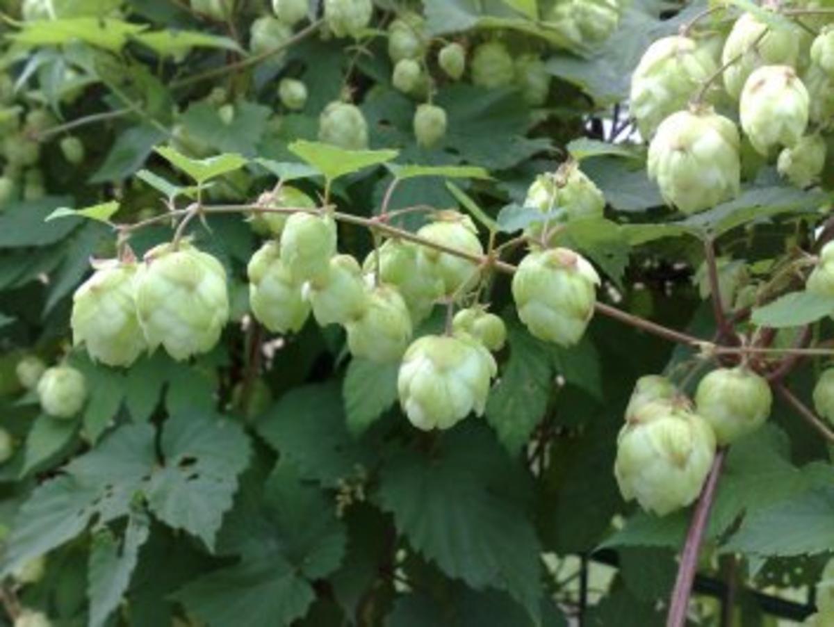 Hopfenlikör - Rezept mit Bild - kochbar.de