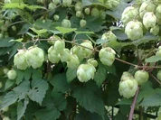 Hopfenlikör - Rezept