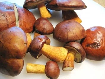 Waldpilze zum Abendbrot - Rezept - Bild Nr. 2