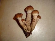 PILZE: Hallimaschpilzpfanne - Rezept