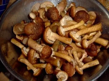 PILZE: Hallimaschpilzpfanne - Rezept - Bild Nr. 2