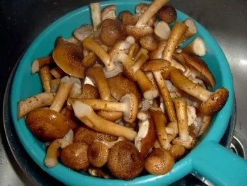 PILZE: Hallimaschpilzpfanne - Rezept - Bild Nr. 3