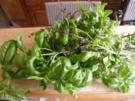 Basilikumpesto - Rezept
