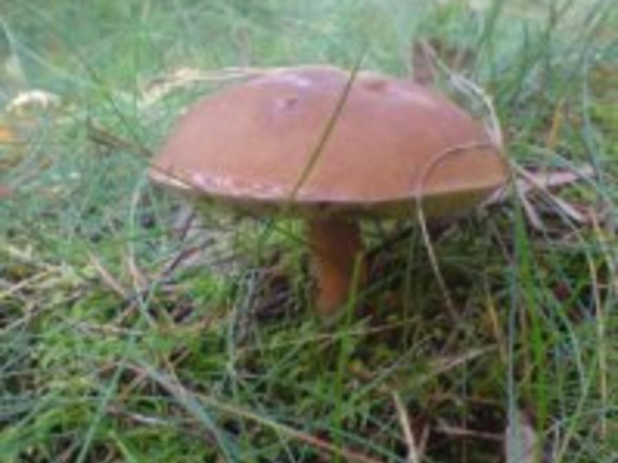 Salate : Bunter Salat mit Braunkappen - einfach - von dickerle