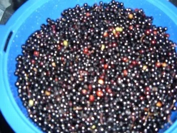 Brotaufstrich :Holunder -Kirsch - Gellee - Rezept - Bild Nr. 3