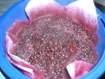 Brotaufstrich :Holunder -Kirsch - Gellee - Rezept - Bild Nr. 5