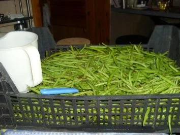 Rezept: Bohnen ,Bohnen,Bohnen...Eingekocht. Bohnen ,Bohnen,Bohnen...Eingekocht. - Rezept