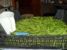 Bohnen ,Bohnen,Bohnen...Eingekocht. - Rezept