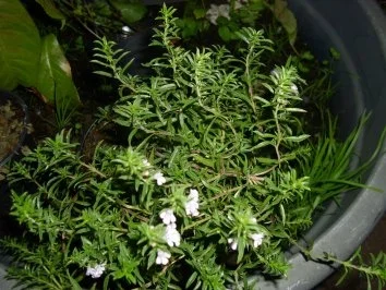 Rezept: Bohnen ,Bohnen,Bohnen...Eingekocht. Bild Nr. 3 Bohnen ,Bohnen,Bohnen...Eingekocht. - Rezept - Bild Nr. 3